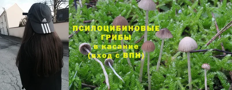 как найти закладки  мориарти как зайти  Галлюциногенные грибы Magic Shrooms  Приозерск 